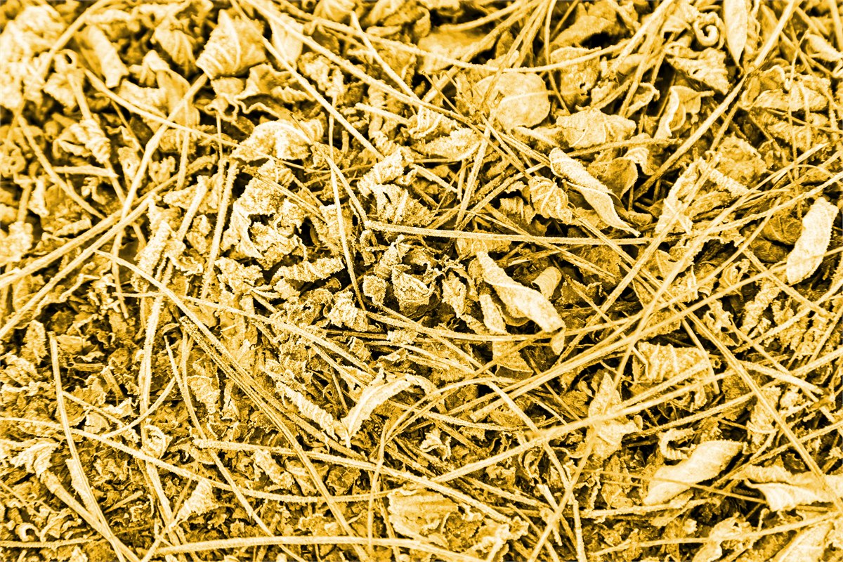 Scrap gold